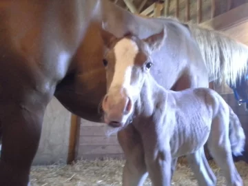 [Hearth.com] Foaling Season 2014 !! (Yes Cute Newborn Foal Pics !!)