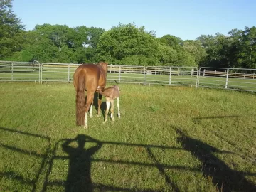 [Hearth.com] Foaling Season 2014 !! (Yes Cute Newborn Foal Pics !!)