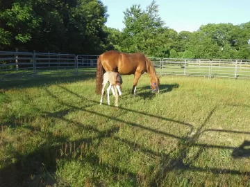 [Hearth.com] Foaling Season 2014 !! (Yes Cute Newborn Foal Pics !!)