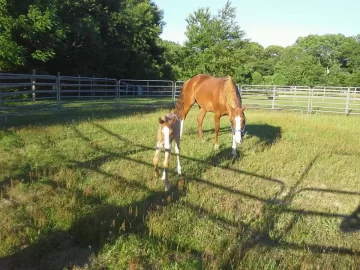 [Hearth.com] Foaling Season 2014 !! (Yes Cute Newborn Foal Pics !!)