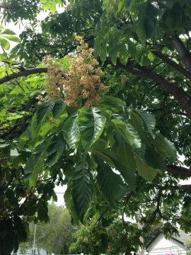 [Hearth.com] Tree ID please.