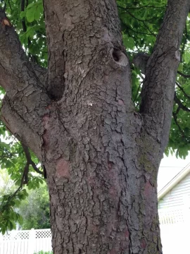 [Hearth.com] Tree ID please.