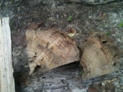 [Hearth.com] Two tree id's