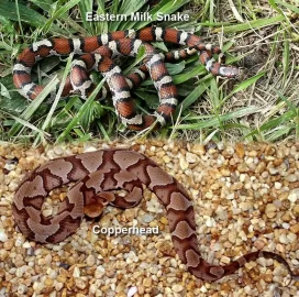 [Hearth.com] milk snake or copperhead?