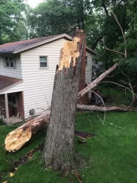 [Hearth.com] What kind of tree is this??