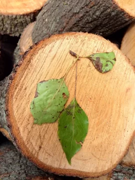 [Hearth.com] Bradford Pear Tree Score