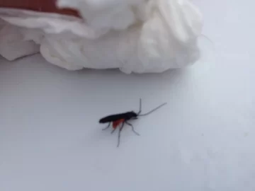 [Hearth.com] What kind of bug is this in my firewood?