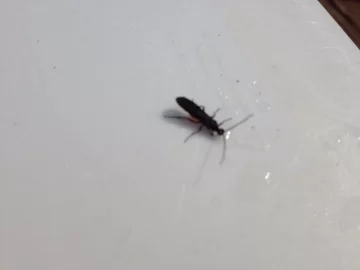 [Hearth.com] What kind of bug is this in my firewood?