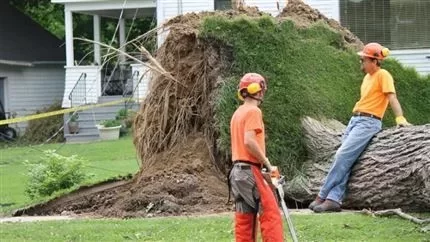 [Hearth.com] Hurricane Arthur tree falls in my hometown