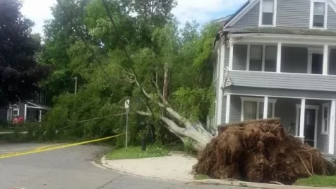 [Hearth.com] Hurricane Arthur tree falls in my hometown