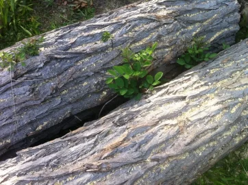 [Hearth.com] My Black Locust logs are growing ears!