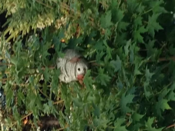 [Hearth.com] Bald Faced Hornet's Nest Removal?