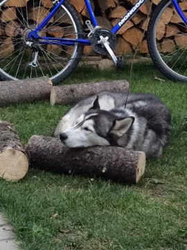 [Hearth.com] my weekend wood gathering