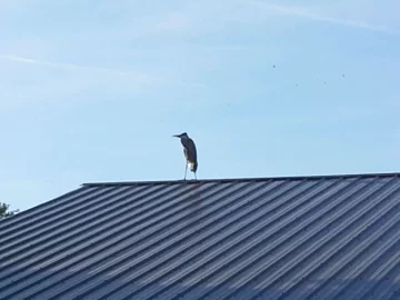 [Hearth.com] Blue Heron Perched On The Barn Tonight