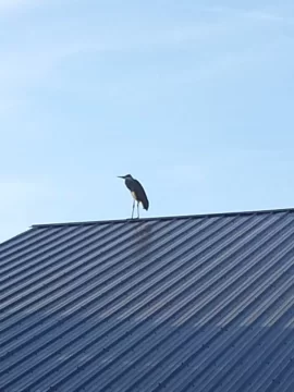 [Hearth.com] Blue Heron Perched On The Barn Tonight