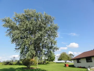 [Hearth.com] Best way to tackle this tree ? (pics)