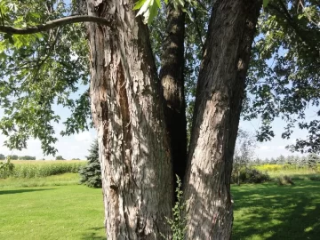 [Hearth.com] Best way to tackle this tree ? (pics)