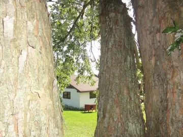 [Hearth.com] Best way to tackle this tree ? (pics)