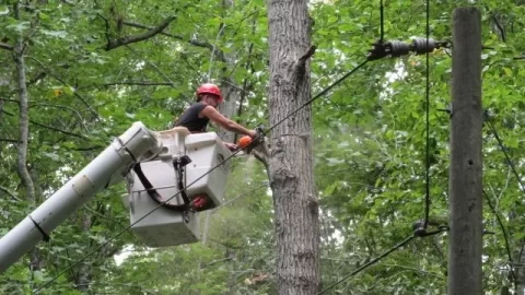 [Hearth.com] Looks Like I Will Be Burning A Lot Of Tulip Poplar In A Couple Of Years