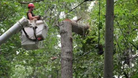 [Hearth.com] Looks Like I Will Be Burning A Lot Of Tulip Poplar In A Couple Of Years