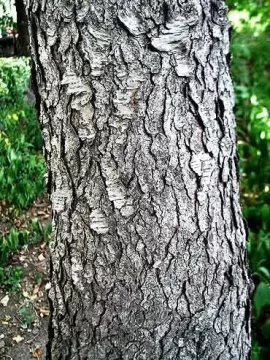 [Hearth.com] Tree ID please