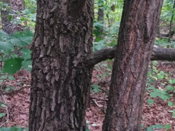 [Hearth.com] Tree ID please