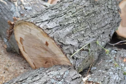 [Hearth.com] can I get a ID on wood