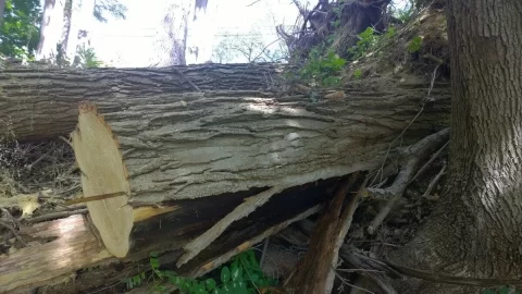 [Hearth.com] New Score for 2015/16! Looks like Black Locust?