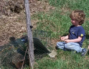 [Hearth.com] Getting rid of a groundhog