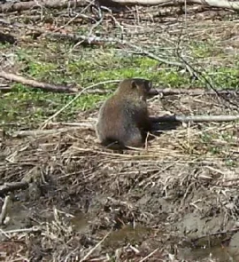 [Hearth.com] Getting rid of a groundhog