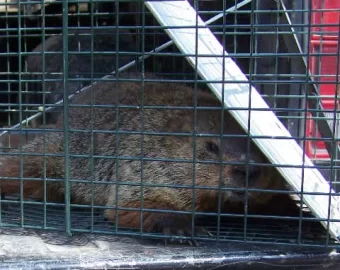 [Hearth.com] Getting rid of a groundhog