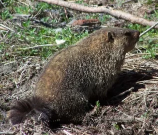 [Hearth.com] Getting rid of a groundhog