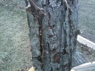 [Hearth.com] peeing tree ID