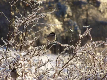 [Hearth.com] add your winter wildlife pics in here