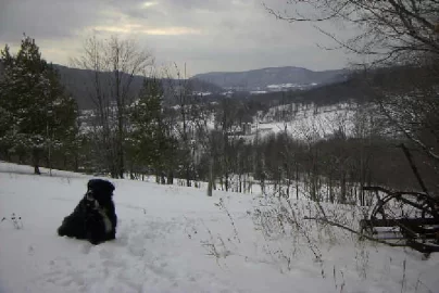 [Hearth.com] add your winter wildlife pics in here