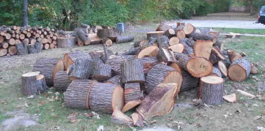 [Hearth.com] Possible Red Oak and Shagbark Hickory?