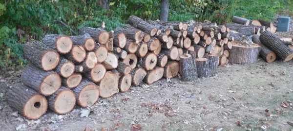 [Hearth.com] Possible Red Oak and Shagbark Hickory?