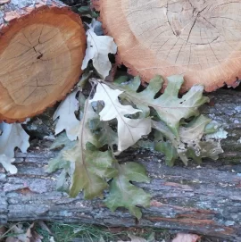 [Hearth.com] Possible Red Oak and Shagbark Hickory?