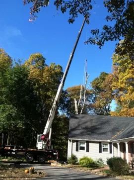 [Hearth.com] finally took down my biggest dead ash