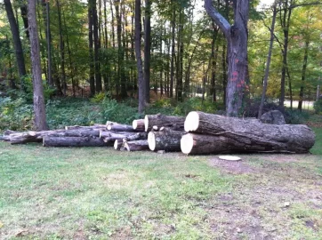 [Hearth.com] finally took down my biggest dead ash