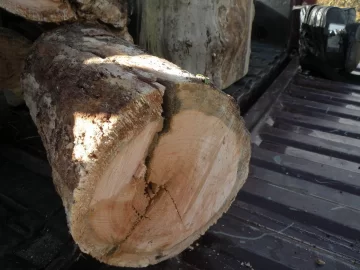 [Hearth.com] Wood ID from morning scrounge