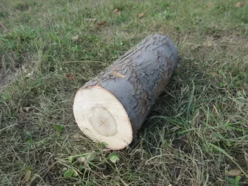 [Hearth.com] Just got a load of logs delivered...but what are they?