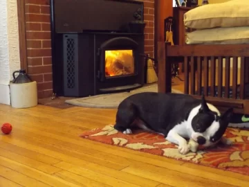 [Hearth.com] Bruiser and our Napoleon 1402