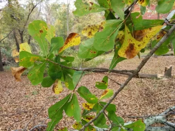 [Hearth.com] Tree ID Please