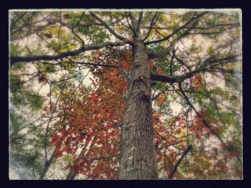 [Hearth.com] Tree ID Please