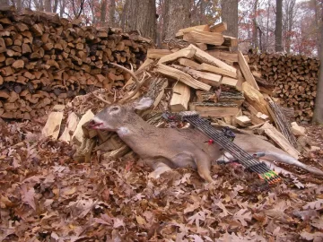 [Hearth.com] Woodpile Hunting Pic