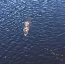 [Hearth.com] Gators in Florida