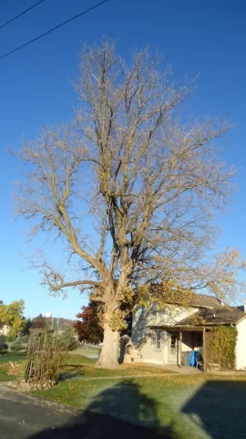 [Hearth.com] The old boxelder behind the house