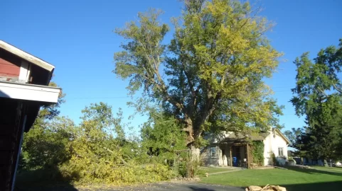 [Hearth.com] The old boxelder behind the house