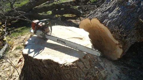 [Hearth.com] The old boxelder behind the house